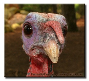 funny-photo-of-a-turkey
